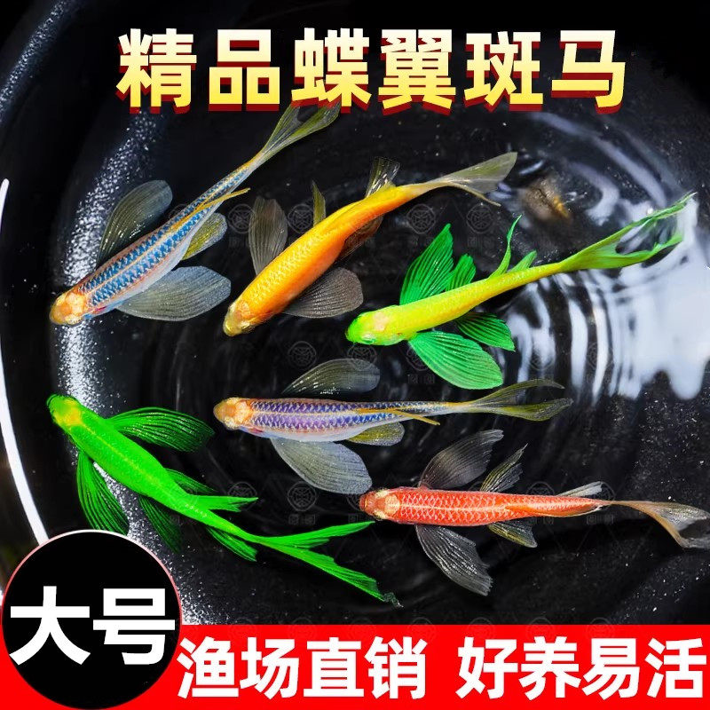 蝶翼斑马鱼热带小型观赏鱼淡水冷水鱼孔雀鱼灯科鱼耐寒好养活体鱼