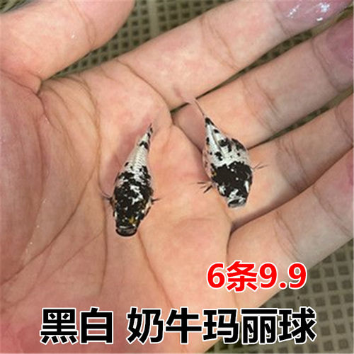 国风山水画奶牛玛丽球