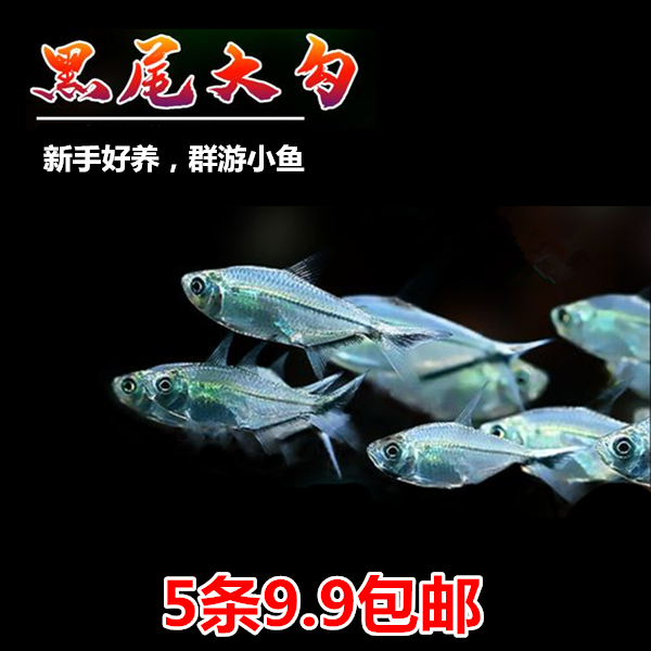 黑尾大勾 草缸群游 小型热带观赏鱼 新手好养的萌宠 包邮
