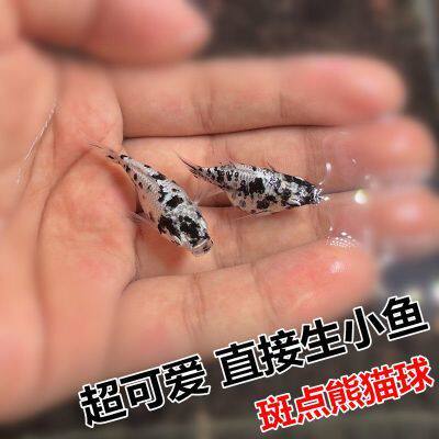 奶牛球贡米混搭皮球淡水