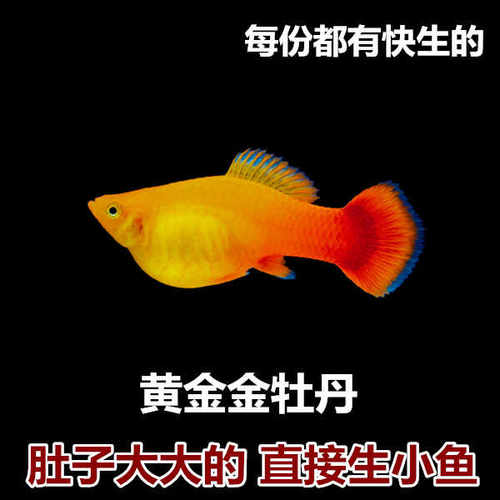淡水红草金好养耐活热带观赏鱼