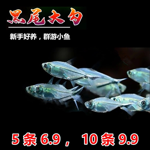 黑尾大勾 草缸群游 小型热带观赏鱼 新手好养的萌宠 包邮