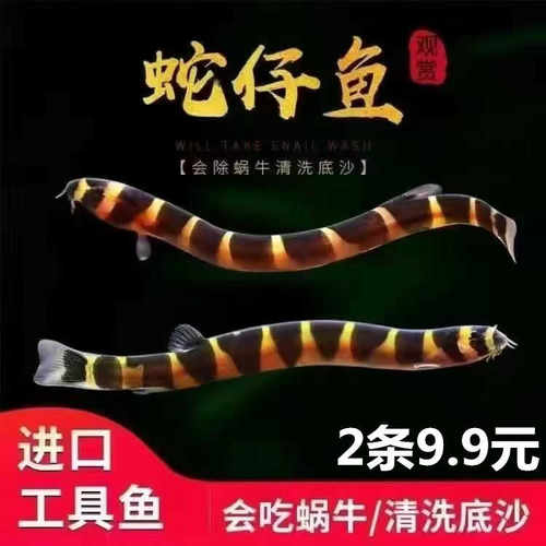 蛇仔鱼清理底沙涡虫工具鱼淡水