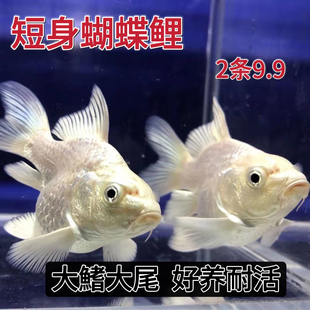 蝴蝶鲤 仙气飘飘锦鲤 短身蝴蝶鲤 仙女鲤 大鳍大尾 金鱼 冷水鱼