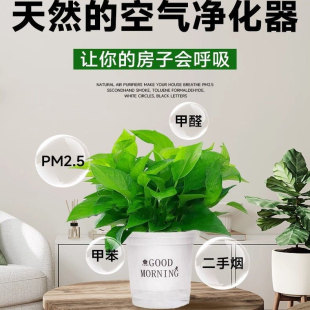 绿萝盆栽室内除甲醛绿箩新房家用绿植水培花卉净化空气大观叶植物