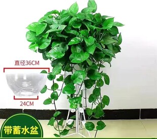超大盆绿萝长藤盆栽室内新房大叶水培客厅净化空气绿植吸甲醛绿箩