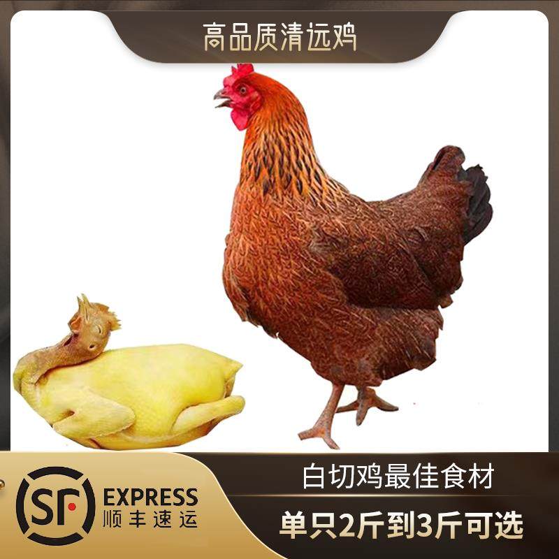 清远鸡正宗广东清远鸡白切鸡散养麻鸡走地鸡三黄鸡整鸡冷冻2斤重