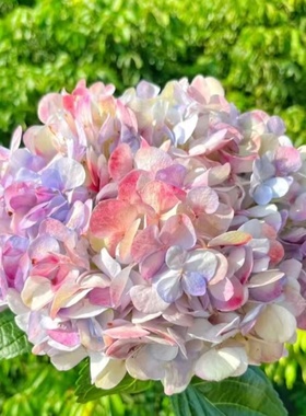 老园丁园艺蓝尼克油画冰沙蓝色梦幻蓝绣球花日本新品木本植物阳台