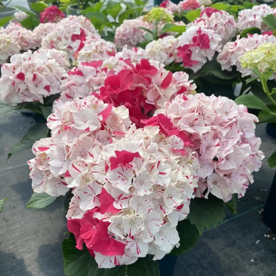 白色随想夏姹紫嫣红响声大花绣球