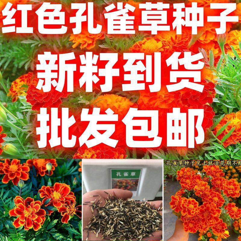 红色孔雀草花种子包邮草花种子庭院室外景观花卉四季易种花草
