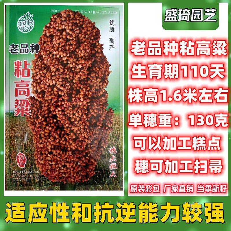 老品种粘高粱种子矮杆东北粘高粱米可做扫帚可做糕点抗旱春秋播种