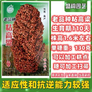 老品种粘高粱种子矮杆东北粘高粱米可做扫帚可做糕点抗旱春秋播种