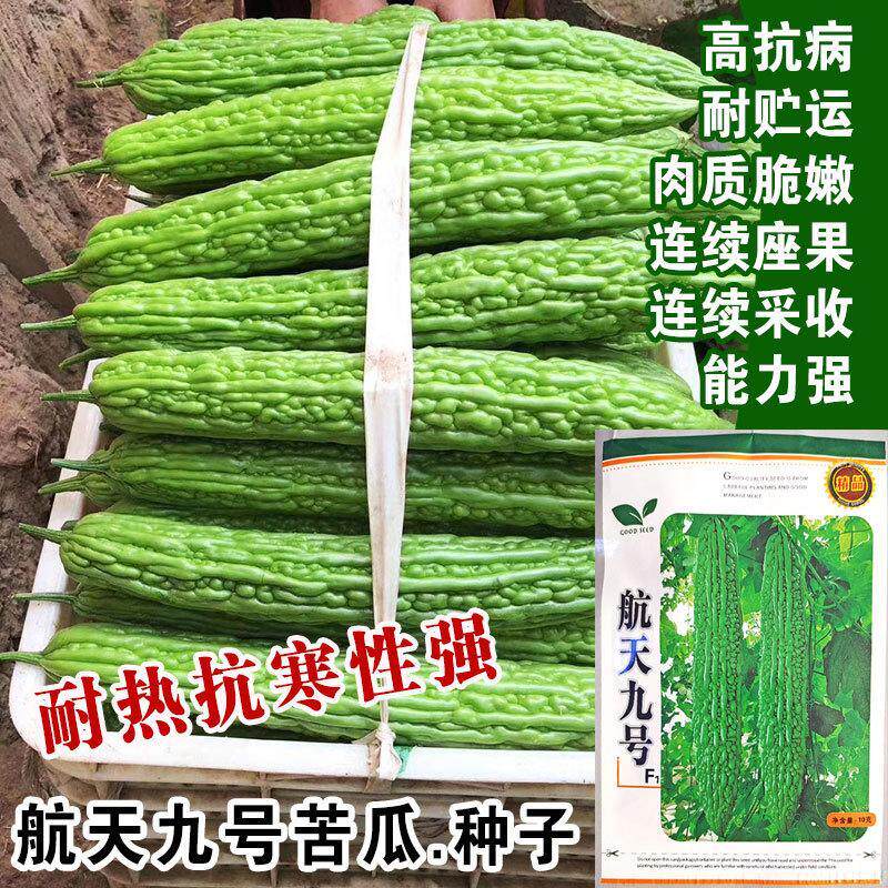 航天九号苦瓜高产长绿苦瓜种子疙瘩绿四季抗病特大苦瓜籽耐热耐寒