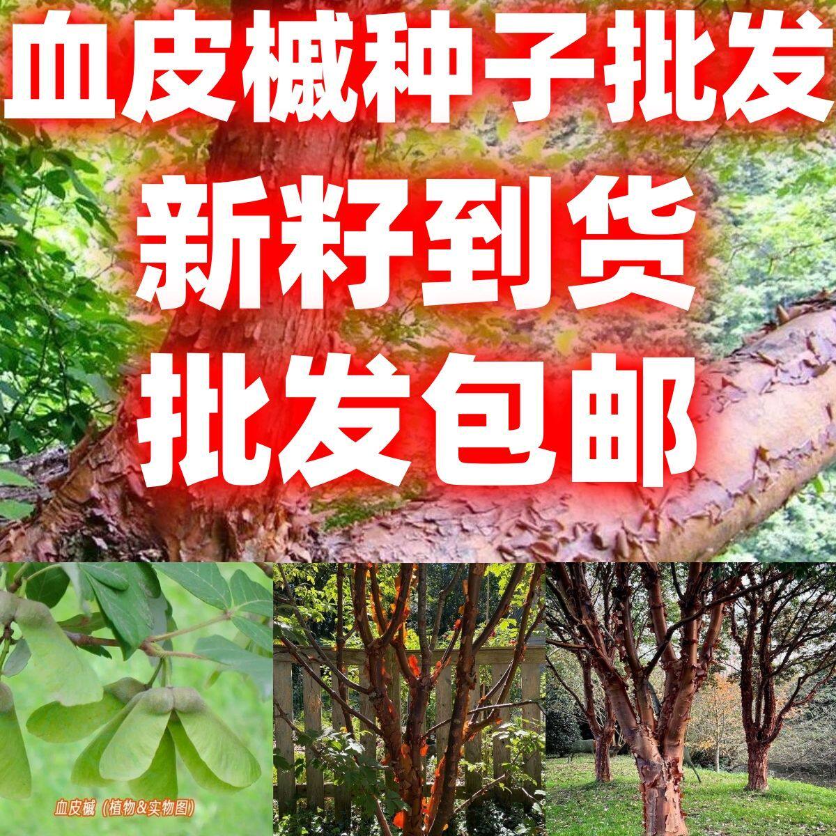 当季新籽血皮槭种子林木种籽四季多年生景观绿化工程观叶简单易种
