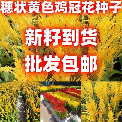 穗状黄色鸡冠花种子包邮易活阳台盆栽室外庭院花卉凤尾鸡冠花