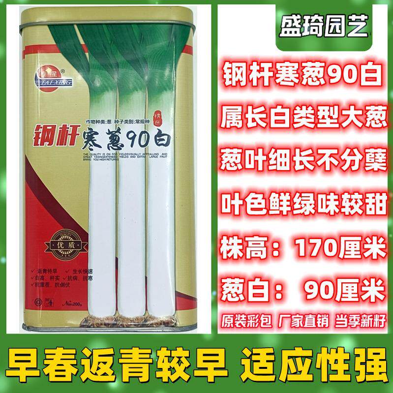 钢杆寒葱90白大葱种子章丘大葱 铁杆大葱种籽 葱种子高长白白大葱