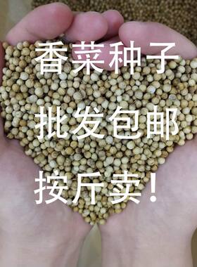 四季香菜种子耐寒耐热批发包邮芫荽种子室内阳台按斤卖蔬菜种子