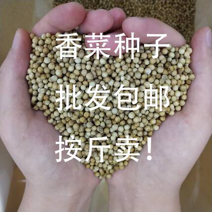 四季香菜种子耐寒耐热批发包邮芫荽种子室内阳台按斤卖蔬菜种子