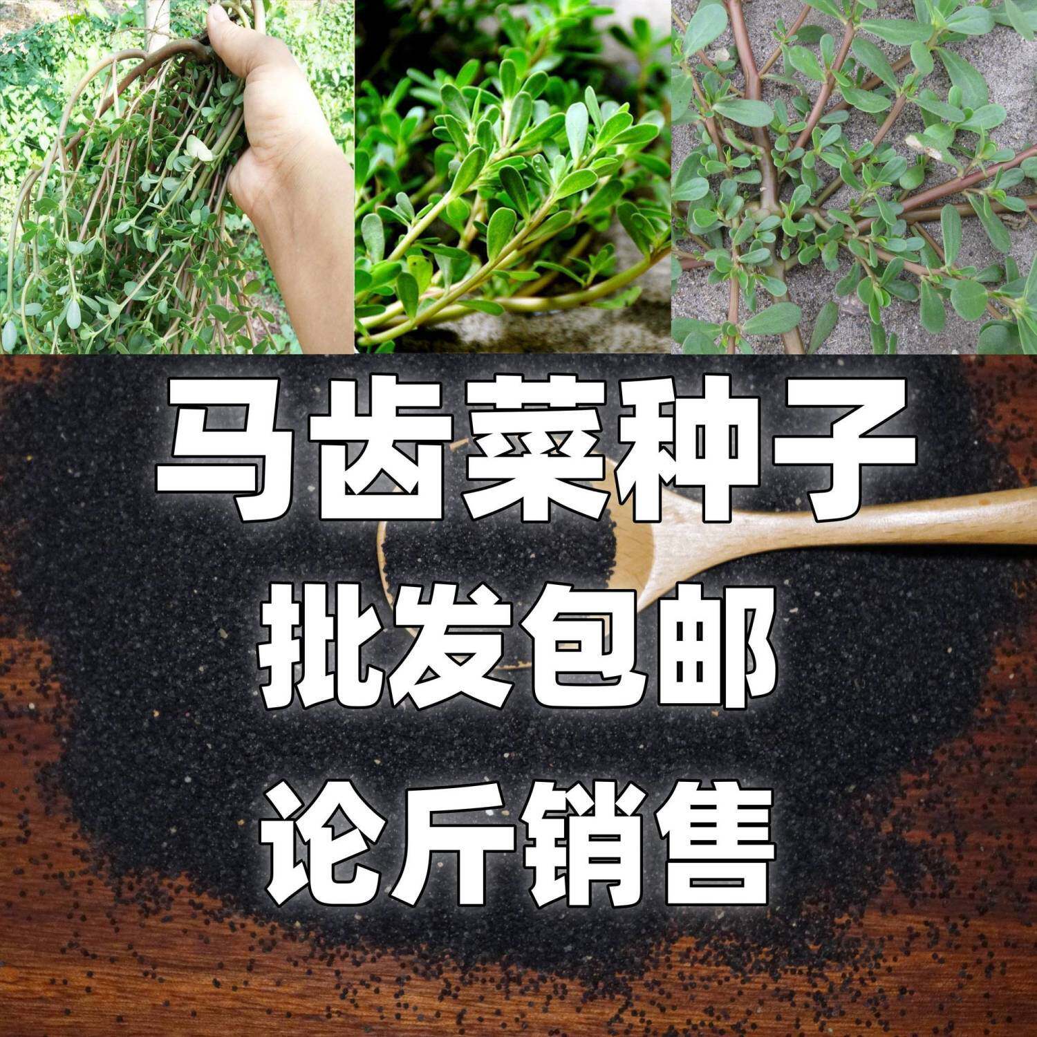 马齿苋种子农家野生长寿菜补血菜蚂蚱菜阳台盆栽食用春秋野菜种籽