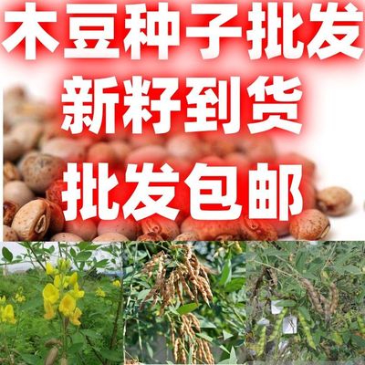 木豆种子豆蓉观音豆树豆柳豆绿化药材护坡灌木种籽多年生包邮
