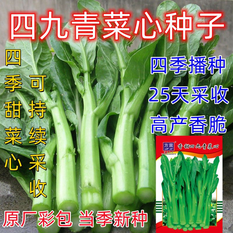 25天速生四季青菜心种子四九青菜心种籽脆甜菜心耐热蔬菜种子