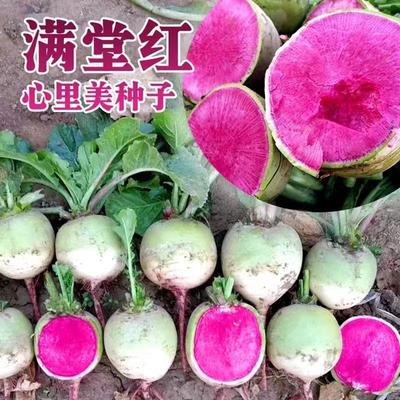 北京杂交满堂红萝卜种子心里美萝卜高产红心水果秋季蔬菜种籽子孑