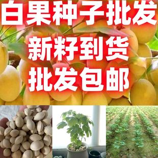 新采白果树种子银杏种子银杏树种子银杏种籽白果籽绿化苗工程