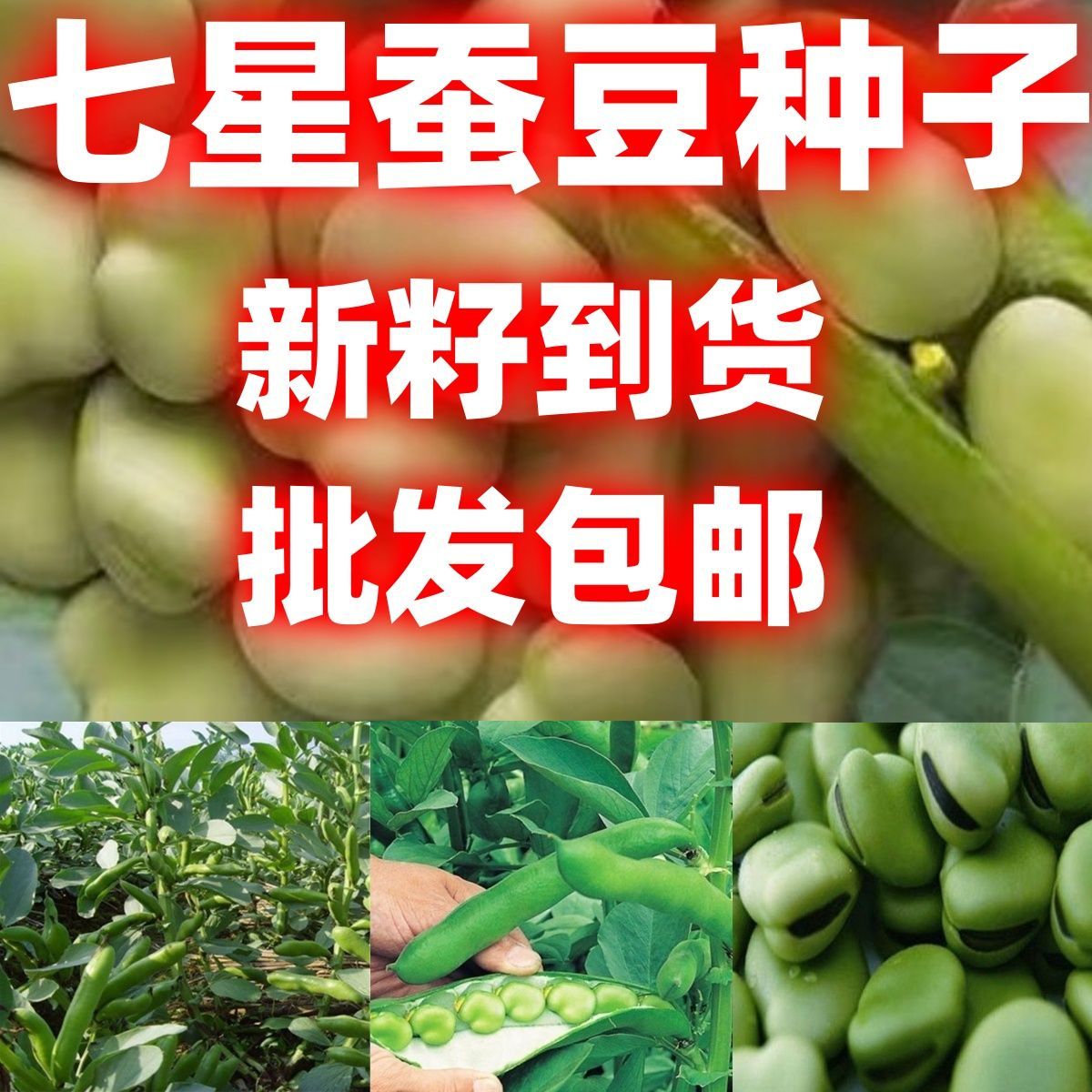 蚕豆种子七星批发包邮罗汉豆种籽春秋冬季播种早熟耐寒胡豆籽