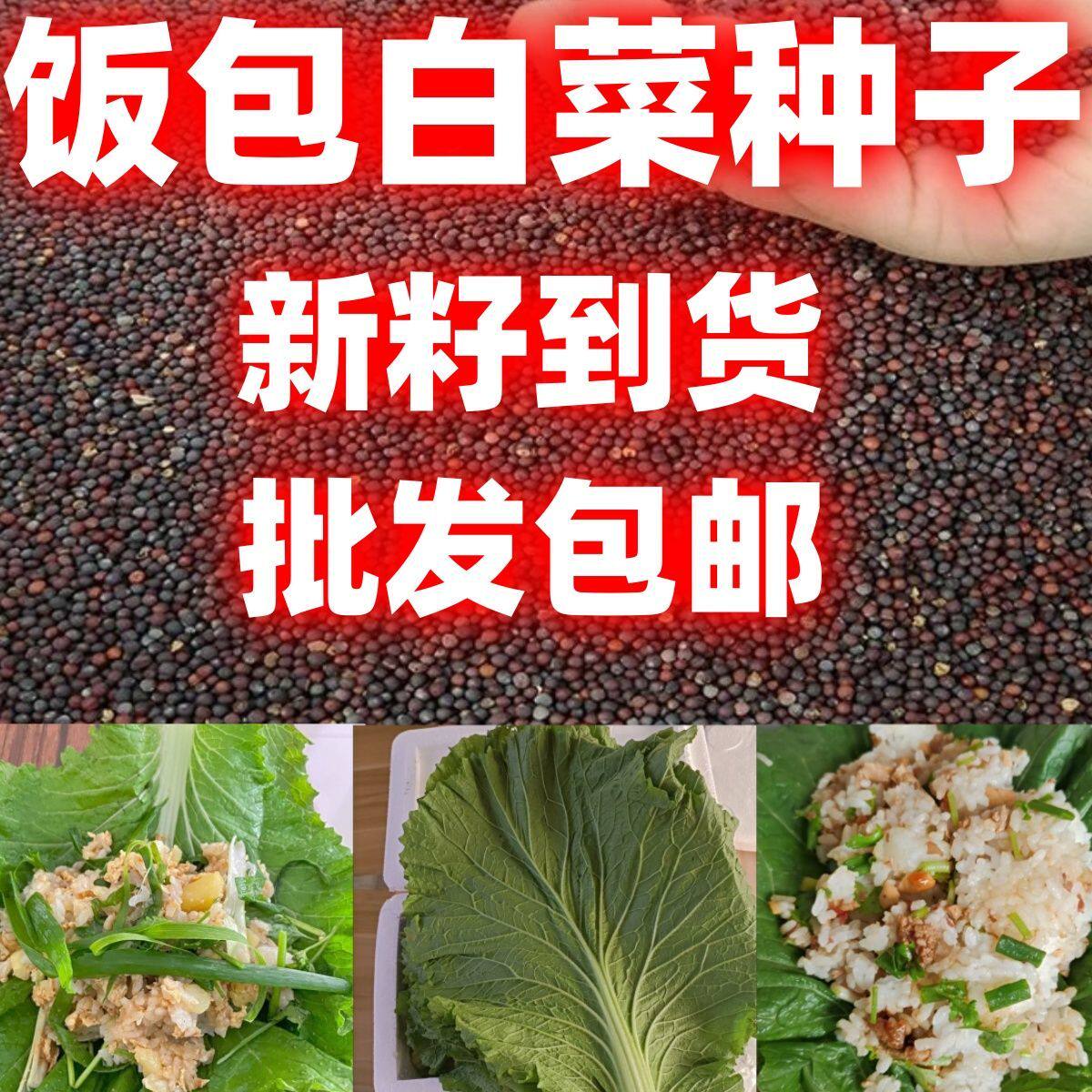 好吃白菜叶种子东北菜包叶大叶饭包菜籽劈帮白菜春夏秋大白菜种籽