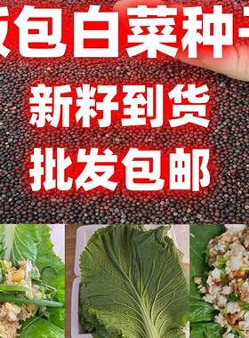 好吃白菜叶种子东北菜包叶大叶饭包菜籽劈帮白菜春夏秋大白菜种籽