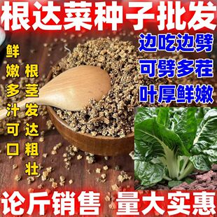 根达菜种子按斤卖牛皮菜君达菜籽四季易种植耐寒田园蔬菜劈菜
