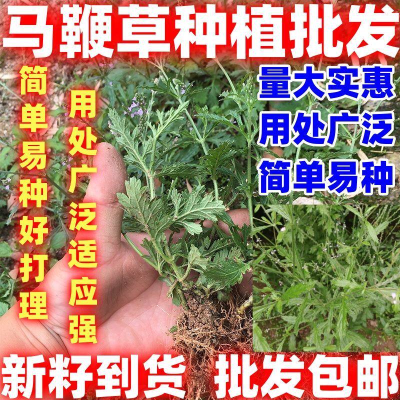 马鞭草种子马边草燕尾草铁马鞭梢蜻蜓草龙芽草凤颈草籽简单易种籽