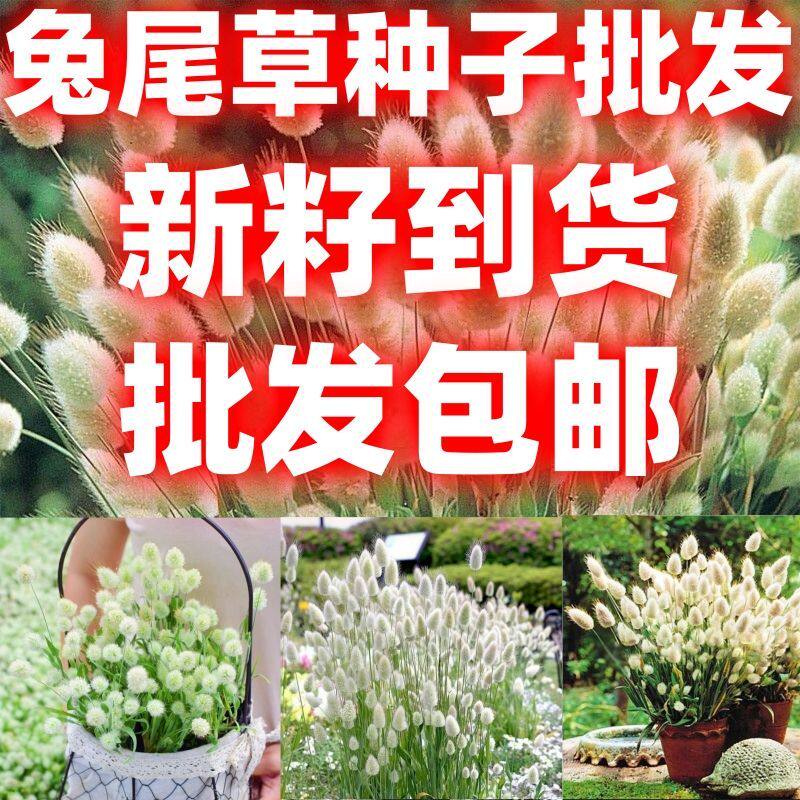 兔尾草种子易活狐狸尾草籽网红观赏兔子尾巴庭院阳台盆栽包邮