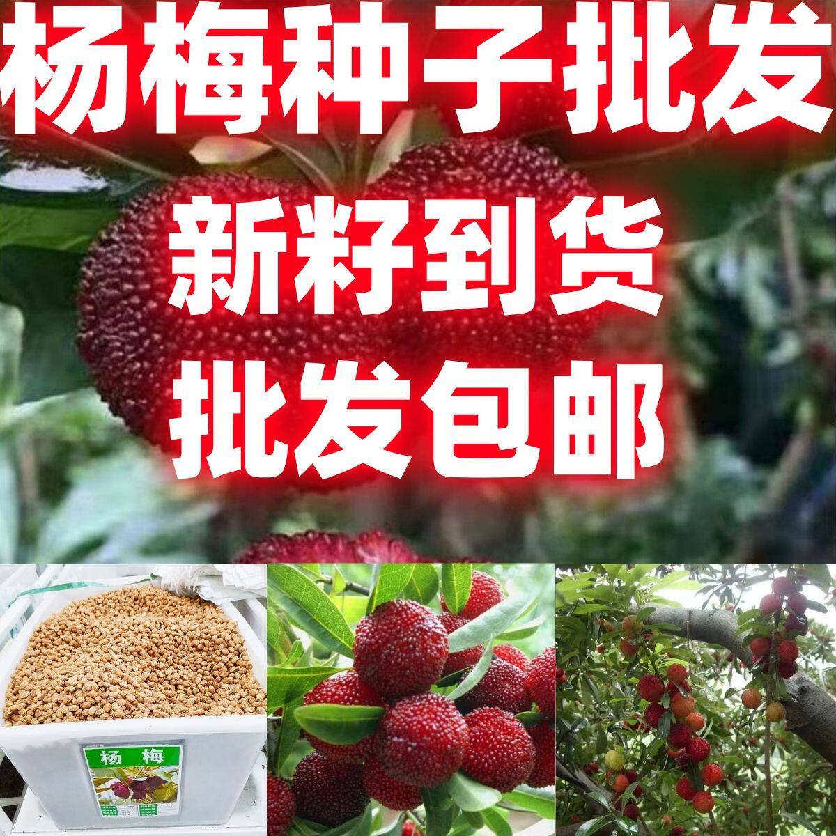 杨梅种子杨梅树当年新种子林木种子果树种子杨梅种子四季种植