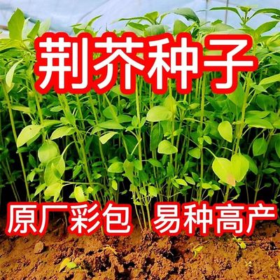 荆芥菜籽 河南大叶荆芥种子菜籽 蔬菜种子四季播荆菜农家田园种籽