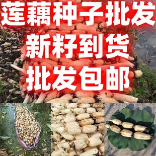 当季新籽包邮莲藕种大型荷花种田池塘泥田深水浅水四季菜莲藕