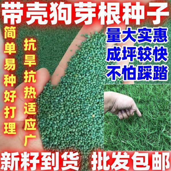 狗牙根草坪种子带壳种子草籽百慕大狗芽根低矮不用修剪耐践踏批发