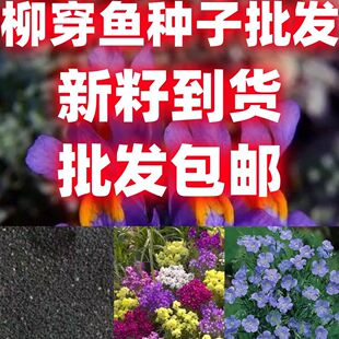 柳穿鱼种子四季播易种景观花卉花籽花庭院花种子夏秋季种百日菊