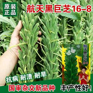 白芝麻种子黑芝麻种籽早熟高产农家田园春季秋季夏季四季蔬菜种孑