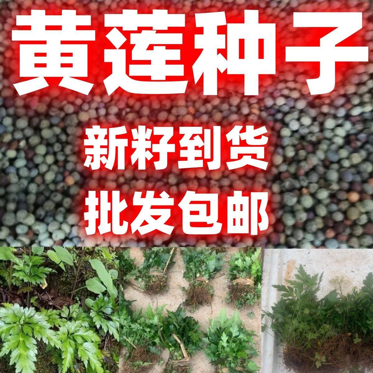 中药材黄连种子西南批发包邮中草药黄连根种苗庭院盆栽绿植盆景