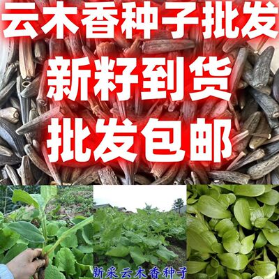 当季新籽云木香种子广木香种籽干净饱满高出芽率的种子简单易种