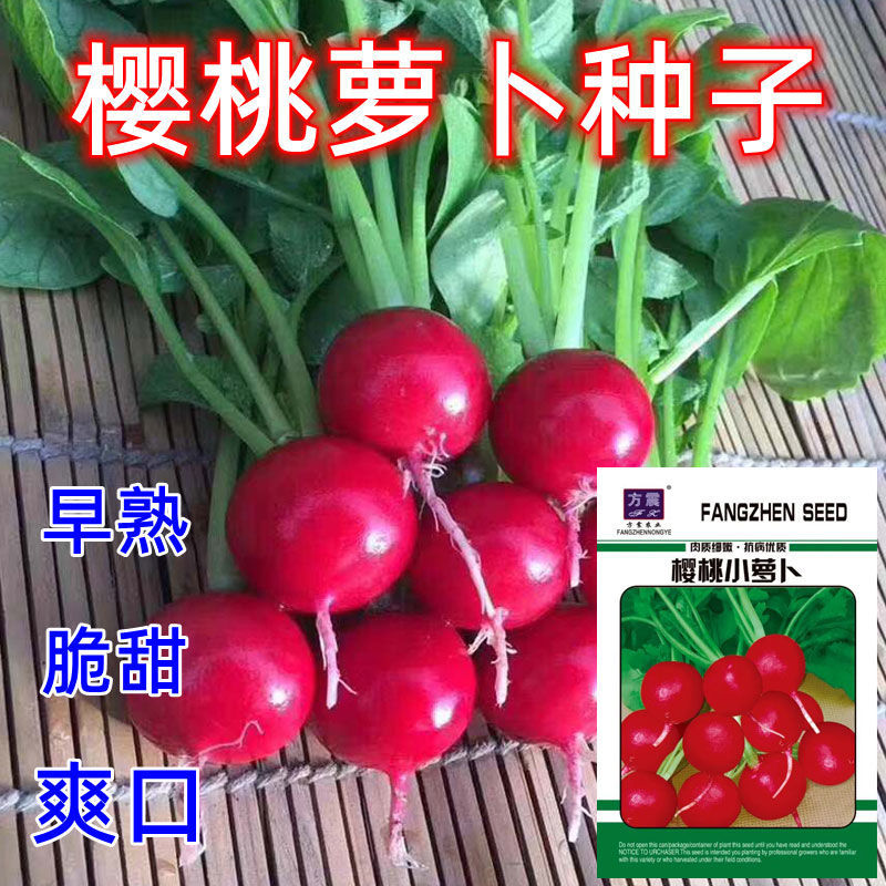樱桃萝卜种子迷你水果萝卜种籽四季阳台盆栽早熟萝卜籽蔬菜种子