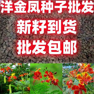 洋金凤种子金凤花种子蛱蝶花黄蝴蝶黄金凤蛱蝉花红蝴蝶种子按斤卖