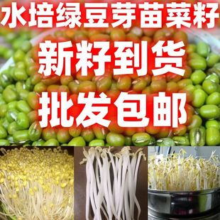 绿豆纸上种菜新鲜水培芽苗菜种籽水培蔬菜种孓 水培绿豆芽种子当季