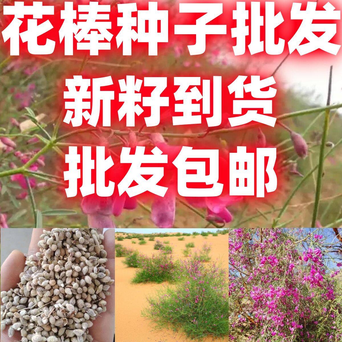 花棒种子牧草种子防风固沙食饲用油用观赏灌木种子植被恢复包邮