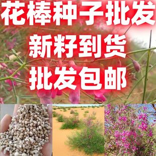 花棒种子牧草种子防风固沙食饲用油用观赏灌木种子植被恢复包邮