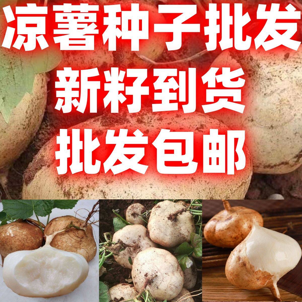 当季新籽凉薯地瓜种子牧马山地瓜早熟水果地瓜沙葛凉薯豆薯蔬菜种