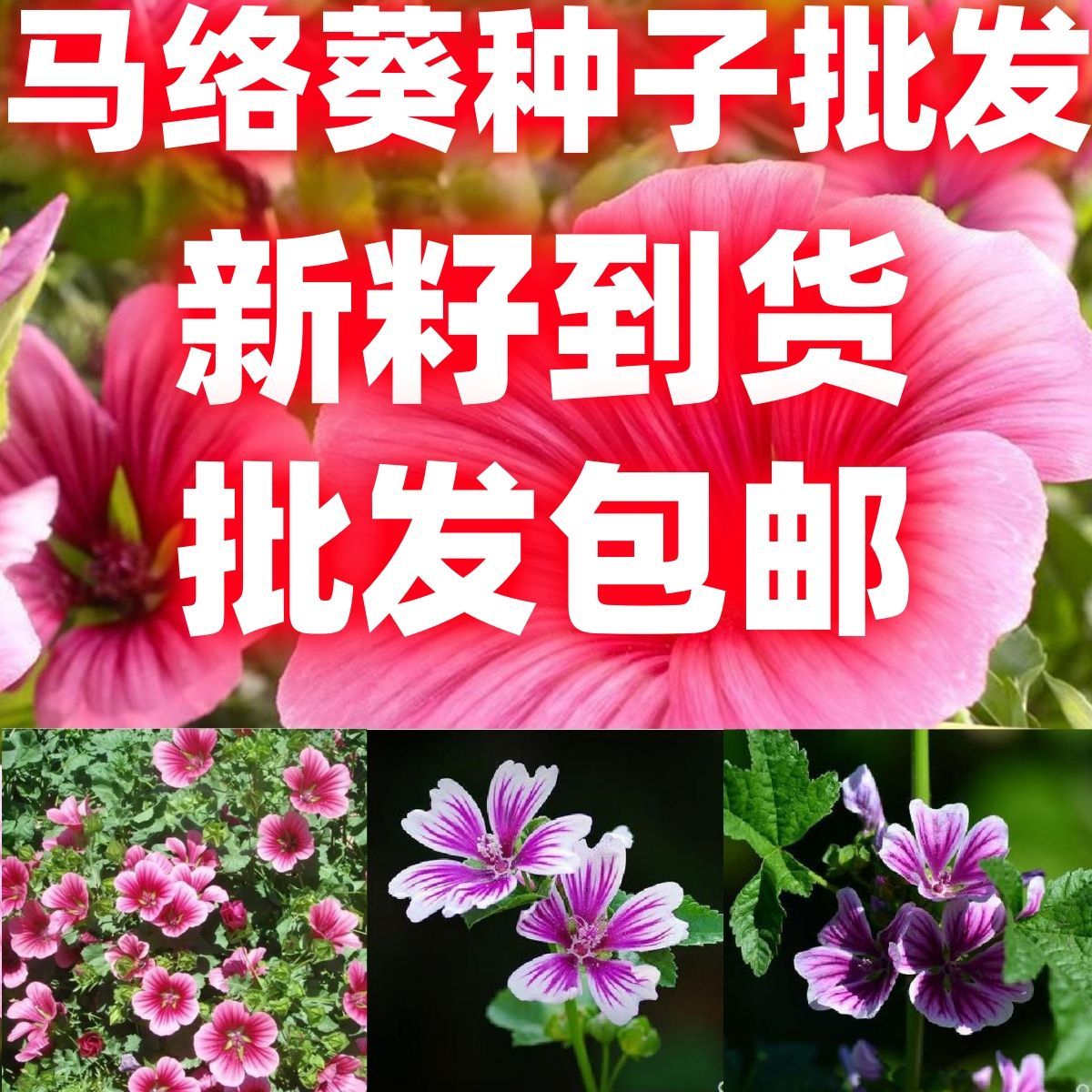 马络葵种子马洛葵锦葵香草籽阳台庭院都可播种四季播种花种籽子