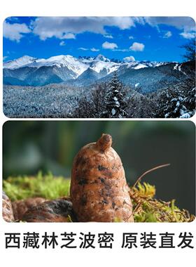 无WQM双不二藏山地鲜天货麻新送鲜特级现挖干 干鲜天麻干 干彷野