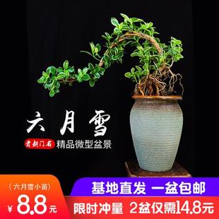 六月雪盆景植物提根老桩稀有造型室内桌面微观绿植小盆栽真花摆件